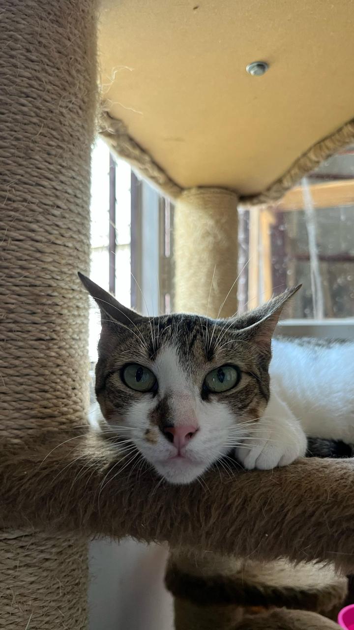 Conheça nossos felinos.