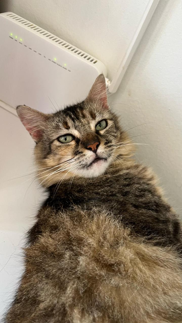 Conheça nossos felinos.