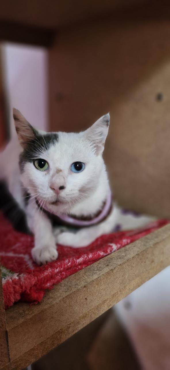 Conheça nossos felinos.