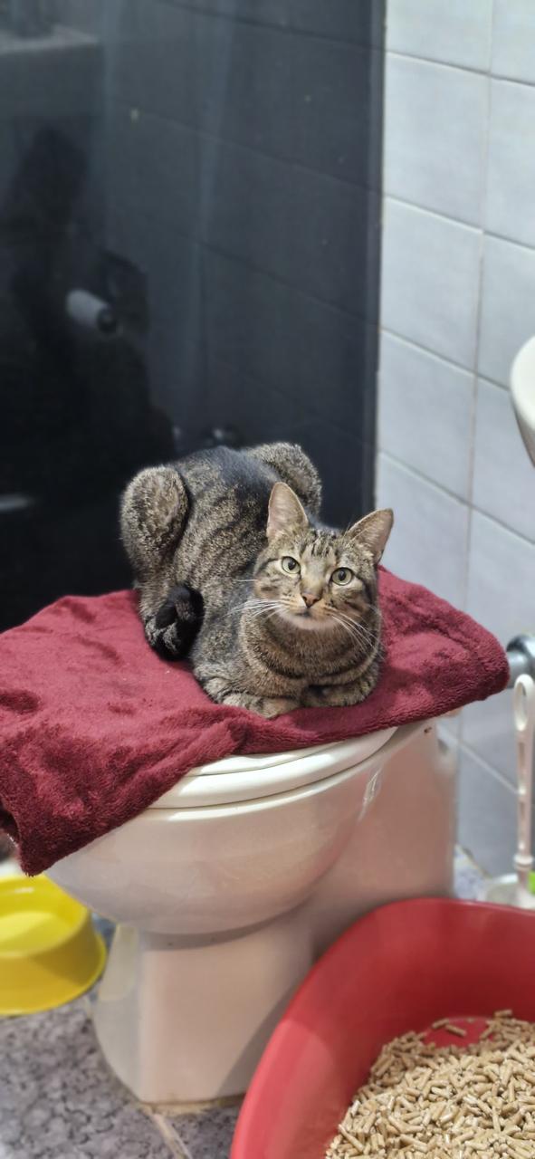 Conheça nossos felinos.