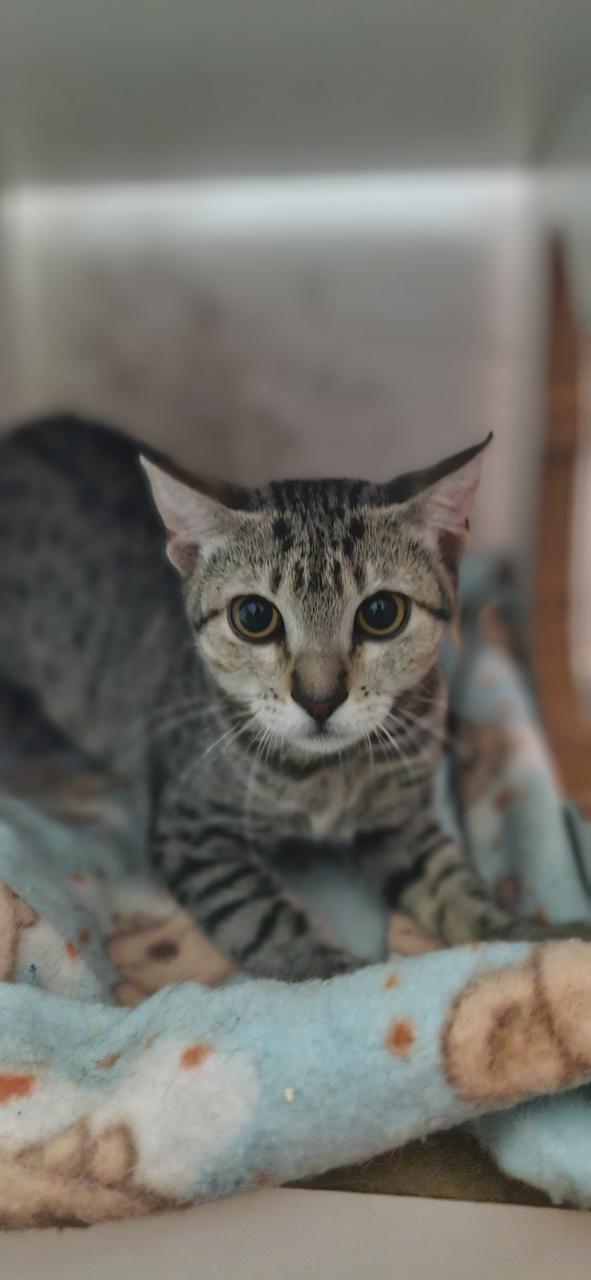 Conheça nossos felinos.