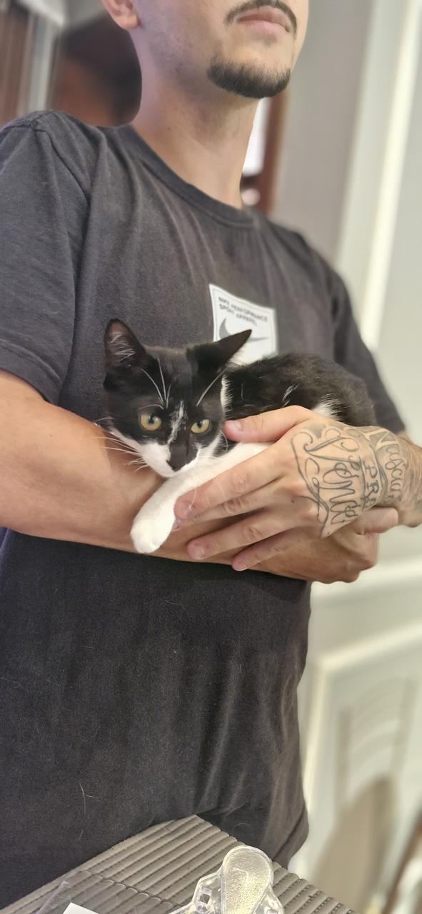 Conheça nossos felinos.