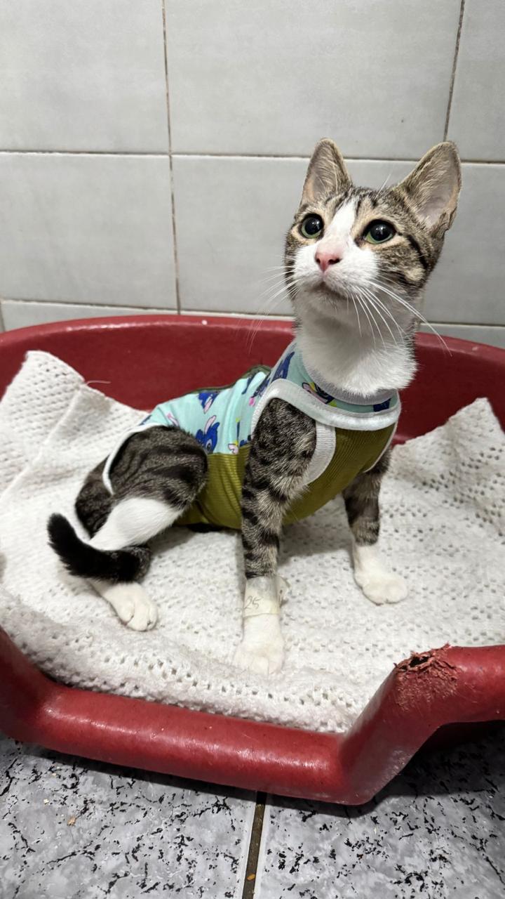 Conheça nossos felinos.