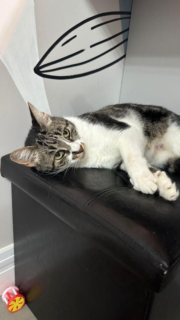 Conheça nossos felinos.