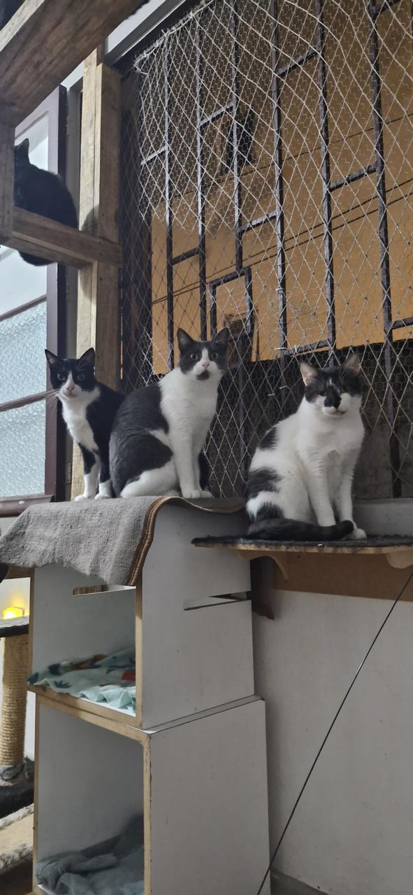 Conheça nossos felinos.