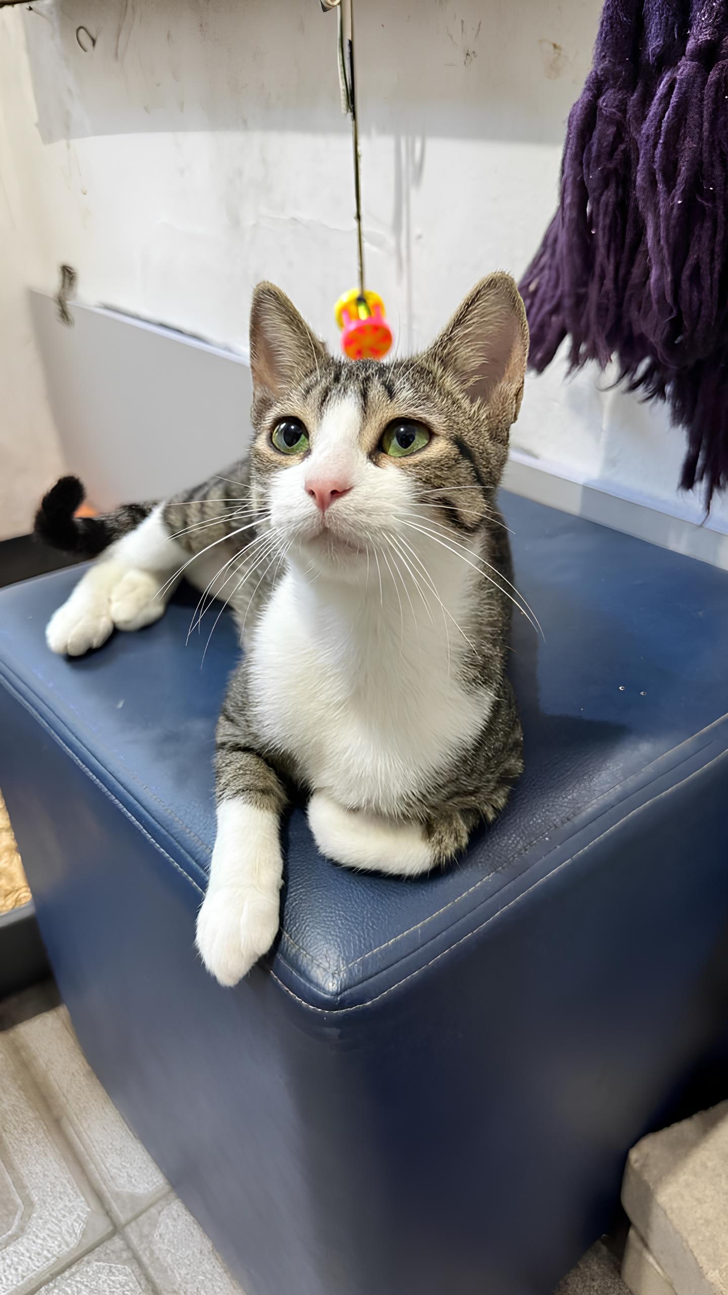 Conheça nossos felinos.