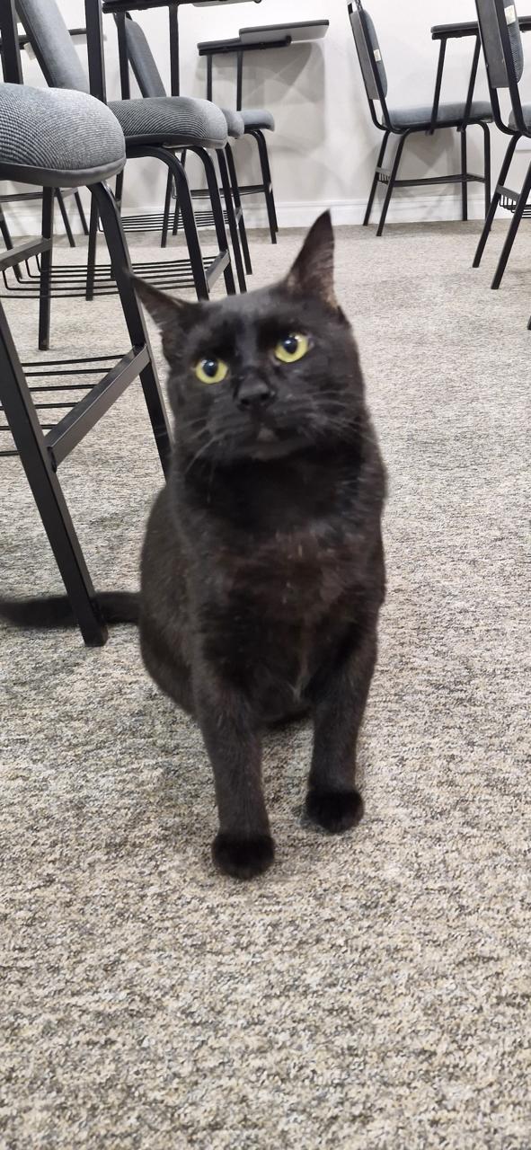 Conheça nossos felinos.