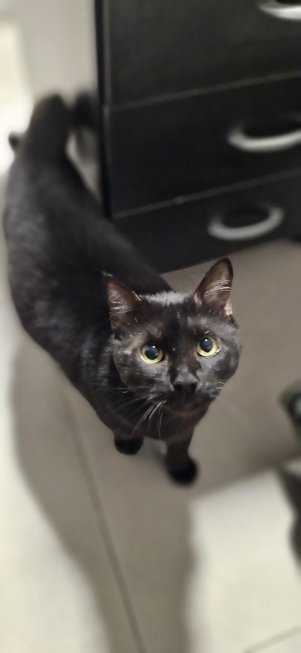 Conheça nossos felinos.