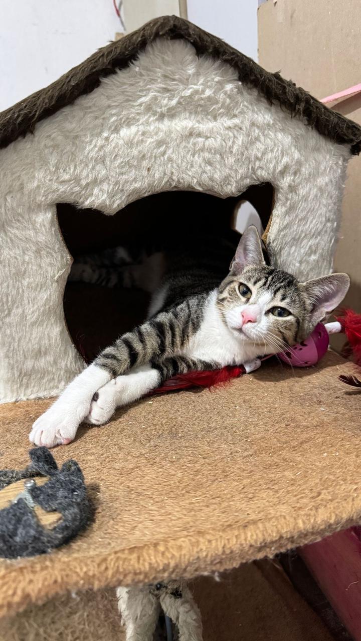 Conheça nossos felinos.